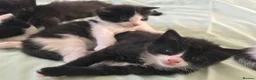 Mixed Breed cats for sale: Ragdoll X Kittens! £100-£160 - Advert 16