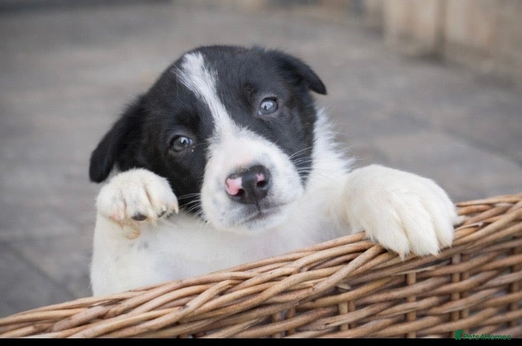Border Collie dogs LAST GIRL ready now KC reg border collie pup  - Advert 11