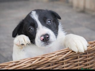 Border Collie dogs LAST GIRL ready now KC reg border collie pup - Advert 10