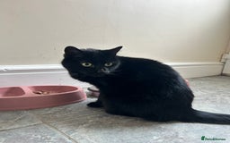 Mixed Breed cats for sale: Female cat for adoption  - Image 1
