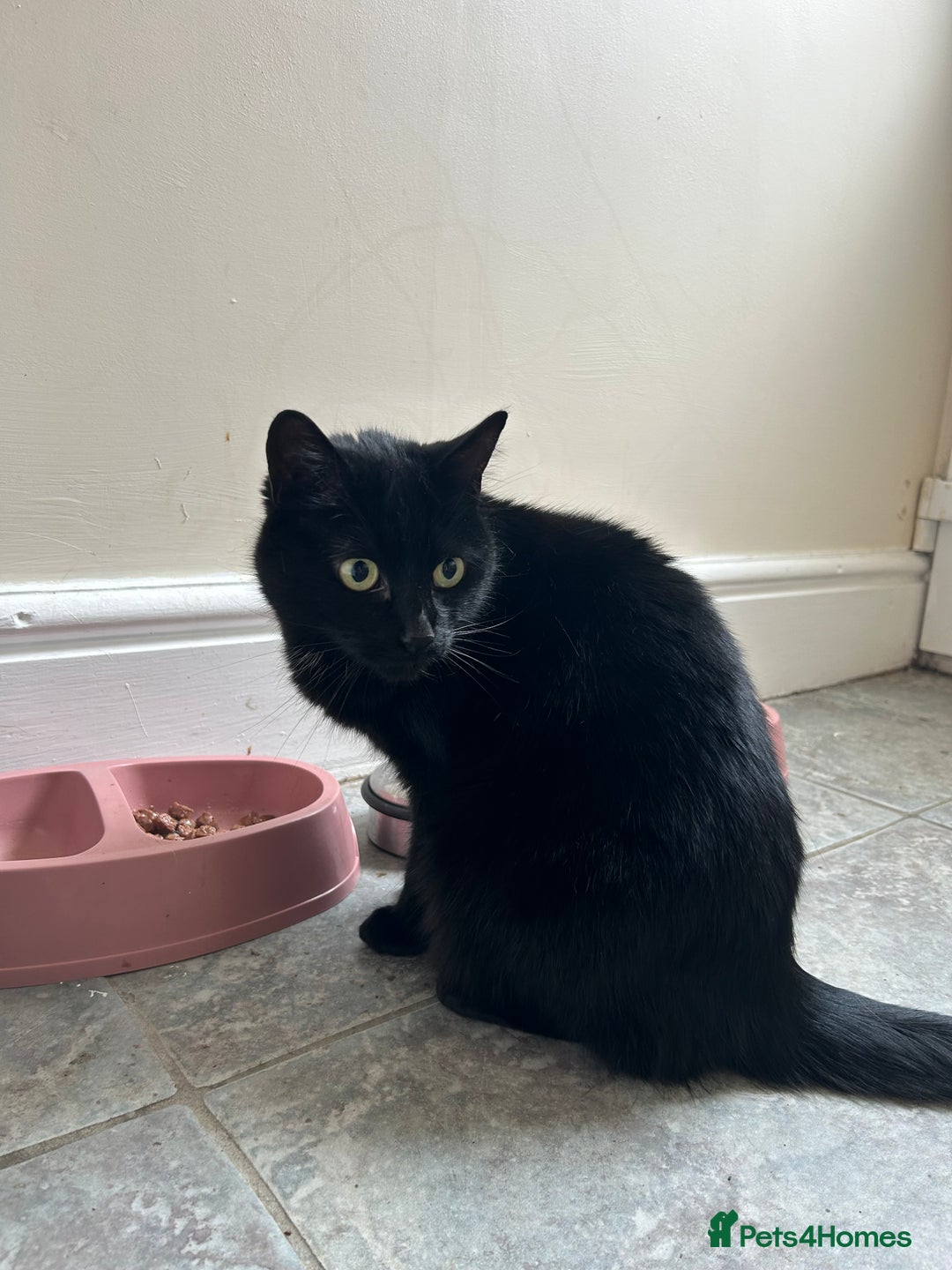 Mixed Breed cats for sale: Female cat for adoption  - Image 1