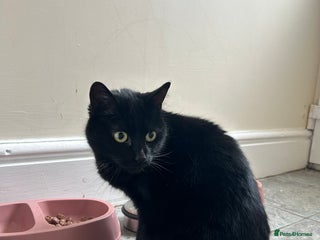 Mixed Breed cats - Advert 34