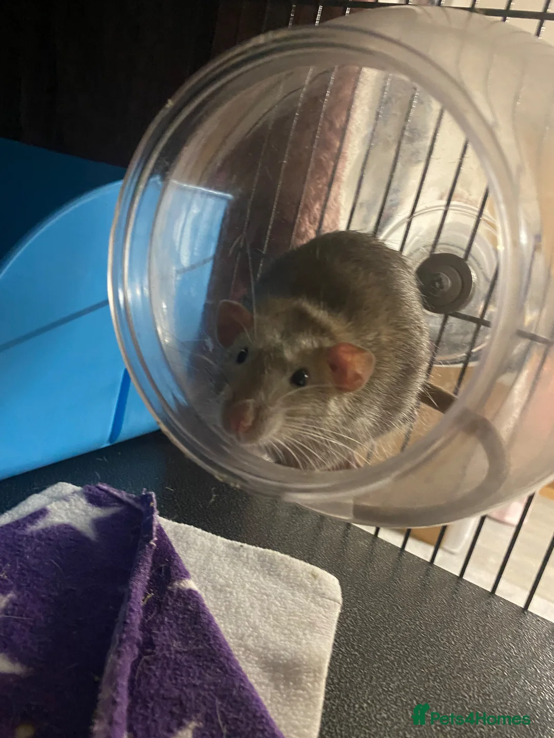 Rat rodents for sale: Pet rats  in Hatfield - Advert 8