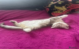 Scottish Fold cats for sale: Beautiful Scottish fold baby’s  in Reading - Image 14