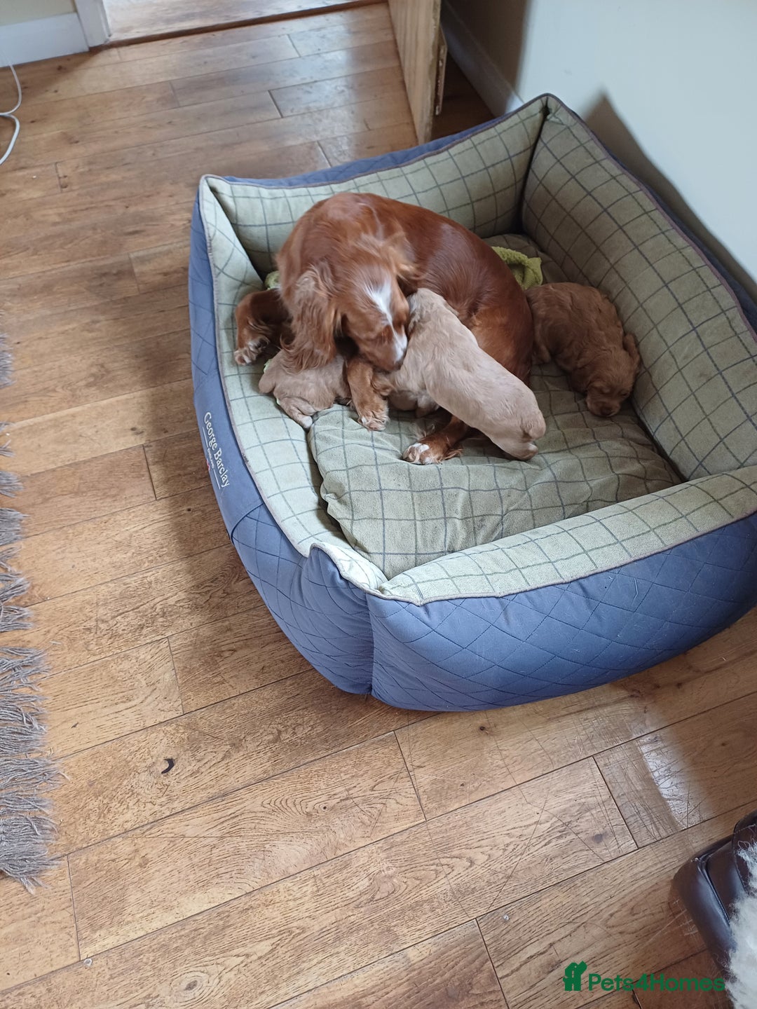 Cocker Spaniel dogs for sale: Male Working Cocker Spaniels - Image 9