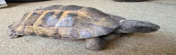 Tortoise reptiles for sale: Herman’s Tortoise and Vivarium in Portsmouth - Advert 3