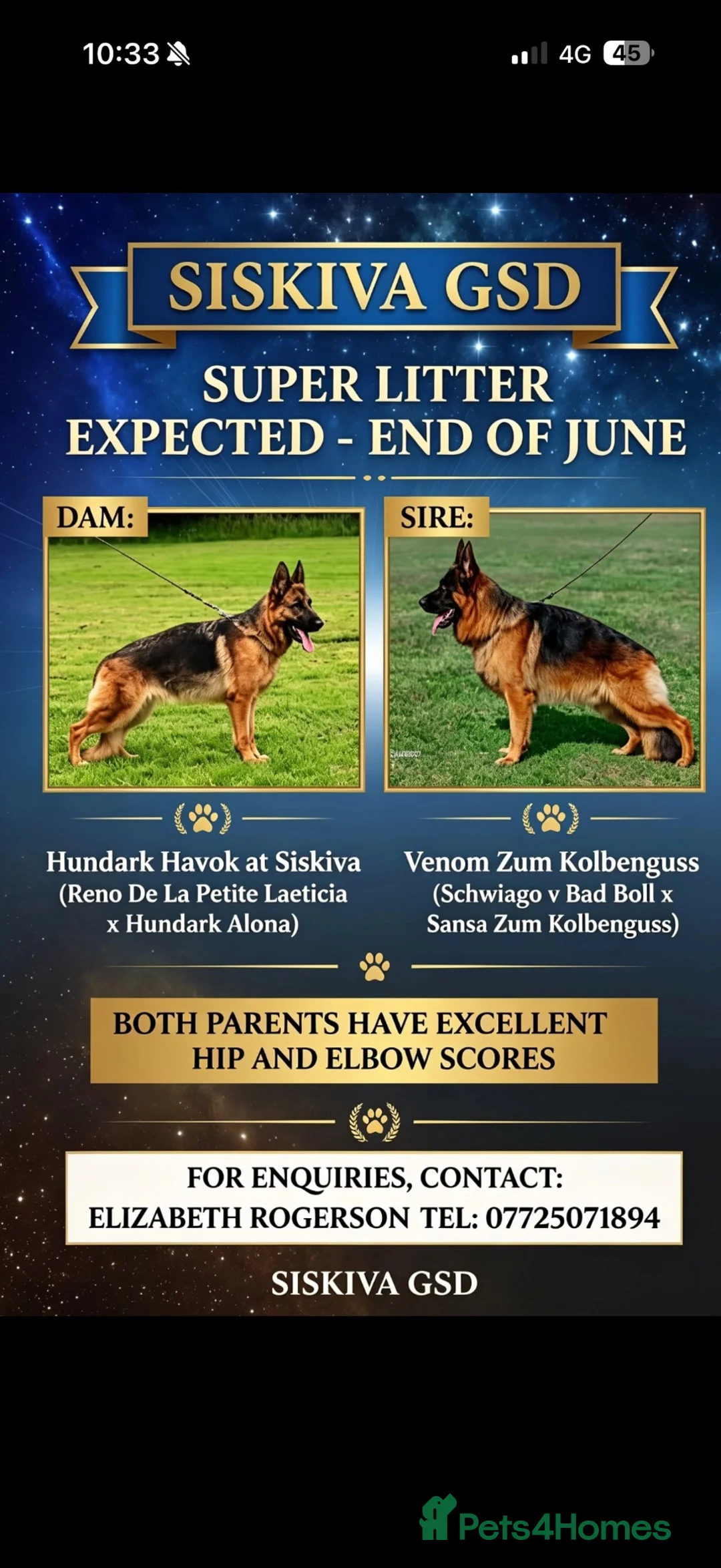 German Shepherd dogs for sale: German Shepherd Stunning Litter! - Advert 2