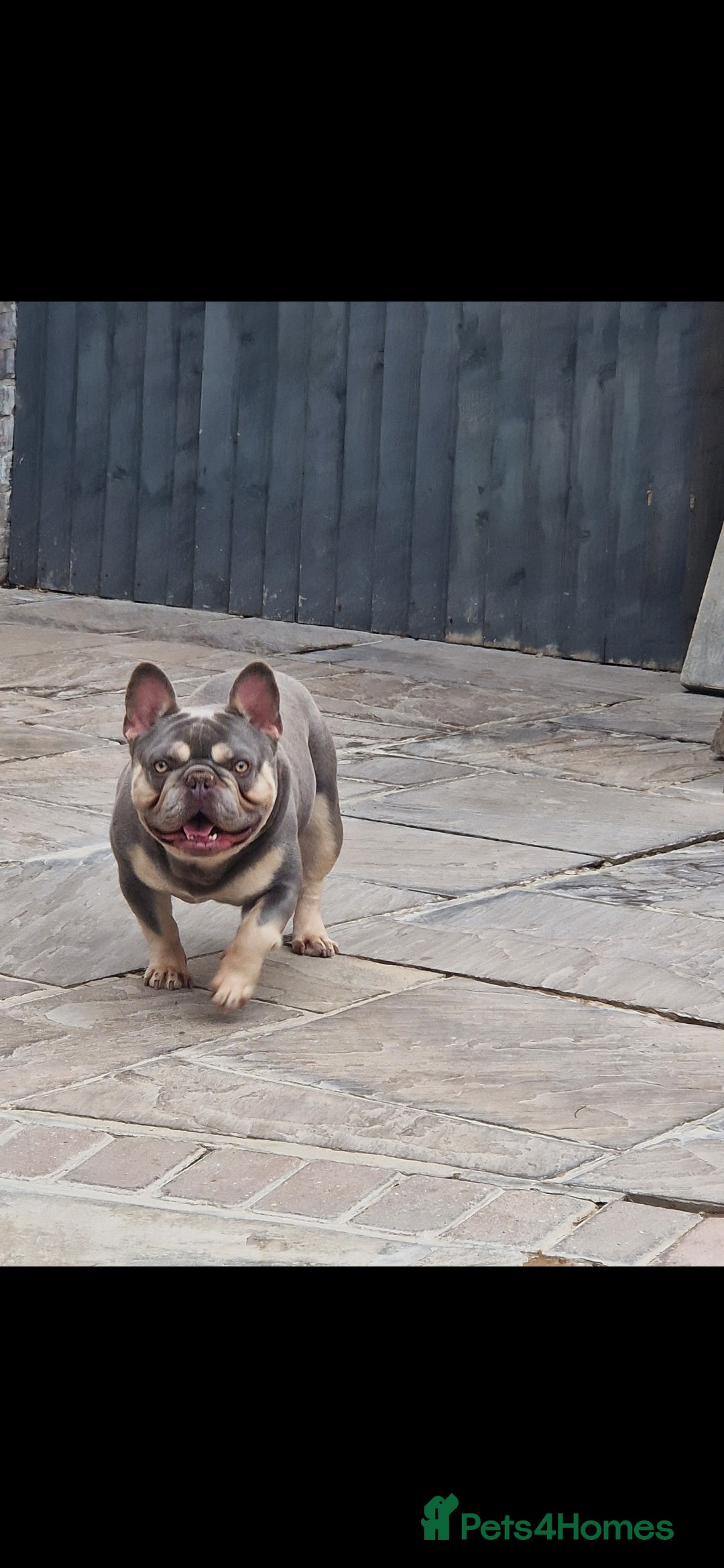 French Bulldog dogs for sale: Lilac and tan Frenchbulldog boy - Advert 3
