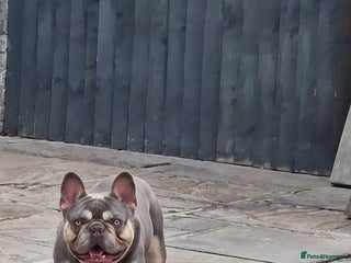 French Bulldog dogs Lilac and tan Frenchbulldog boy - Advert 13