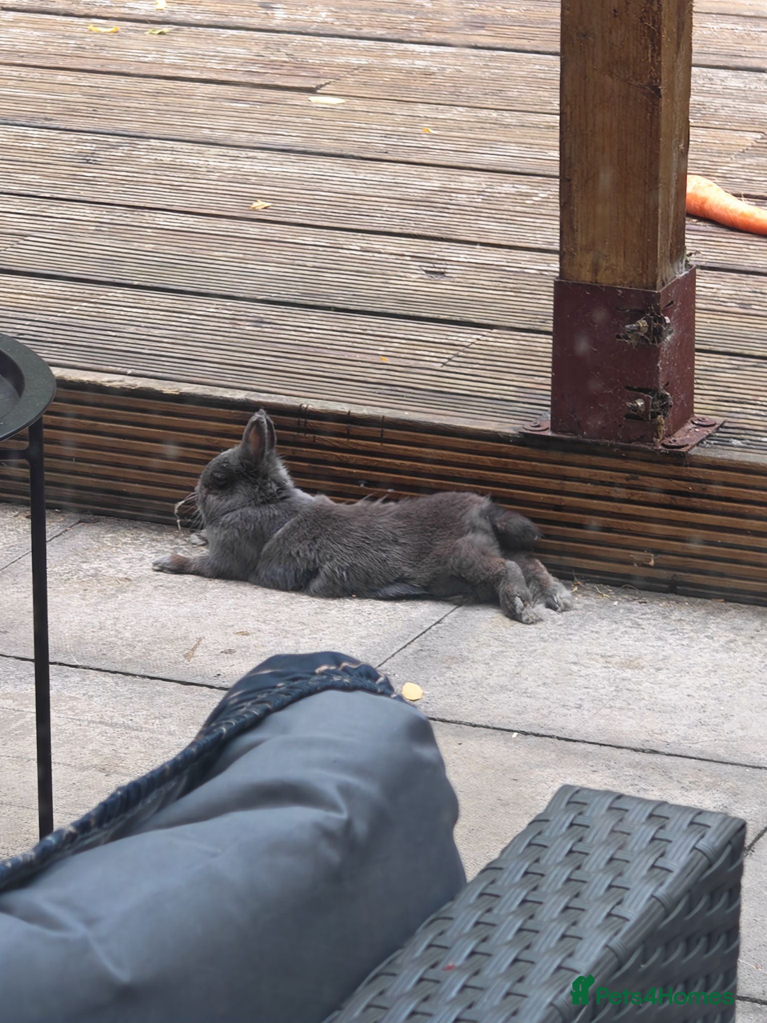 Netherland Dwarf rabbits our loving Nala  - Advert 2