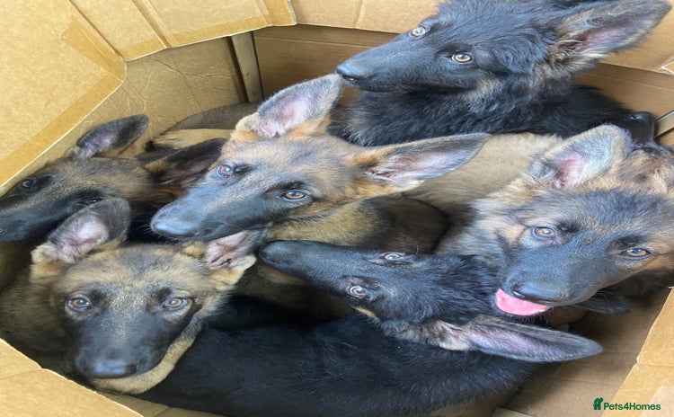 German Shepherd dogs - Advert 3
