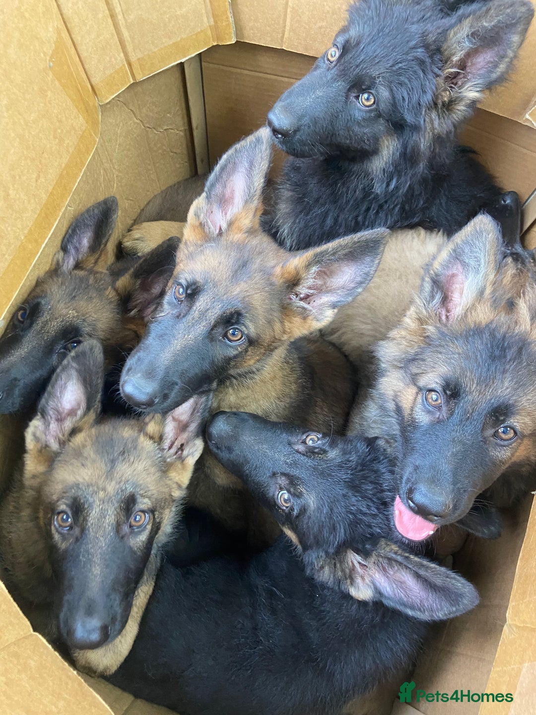 German Shepherd dogs for sale: Pedigree KC Reg German Shepherd Pups 32 Generation - Image 1
