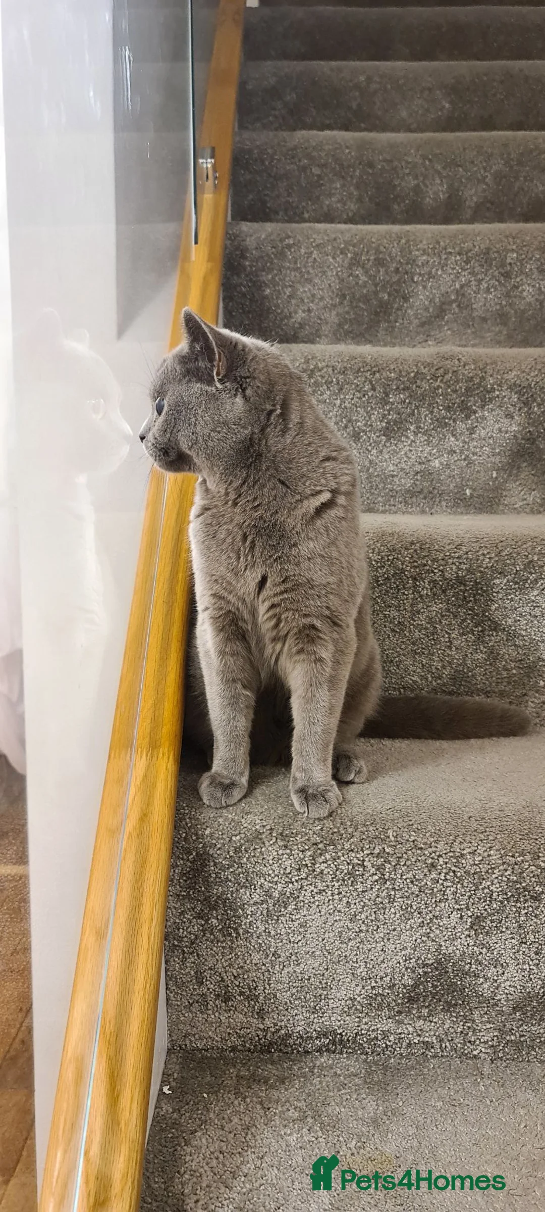 British Shorthair cats for sale: Sim Sim - British Shorthair in West Byfleet - Advert 6
