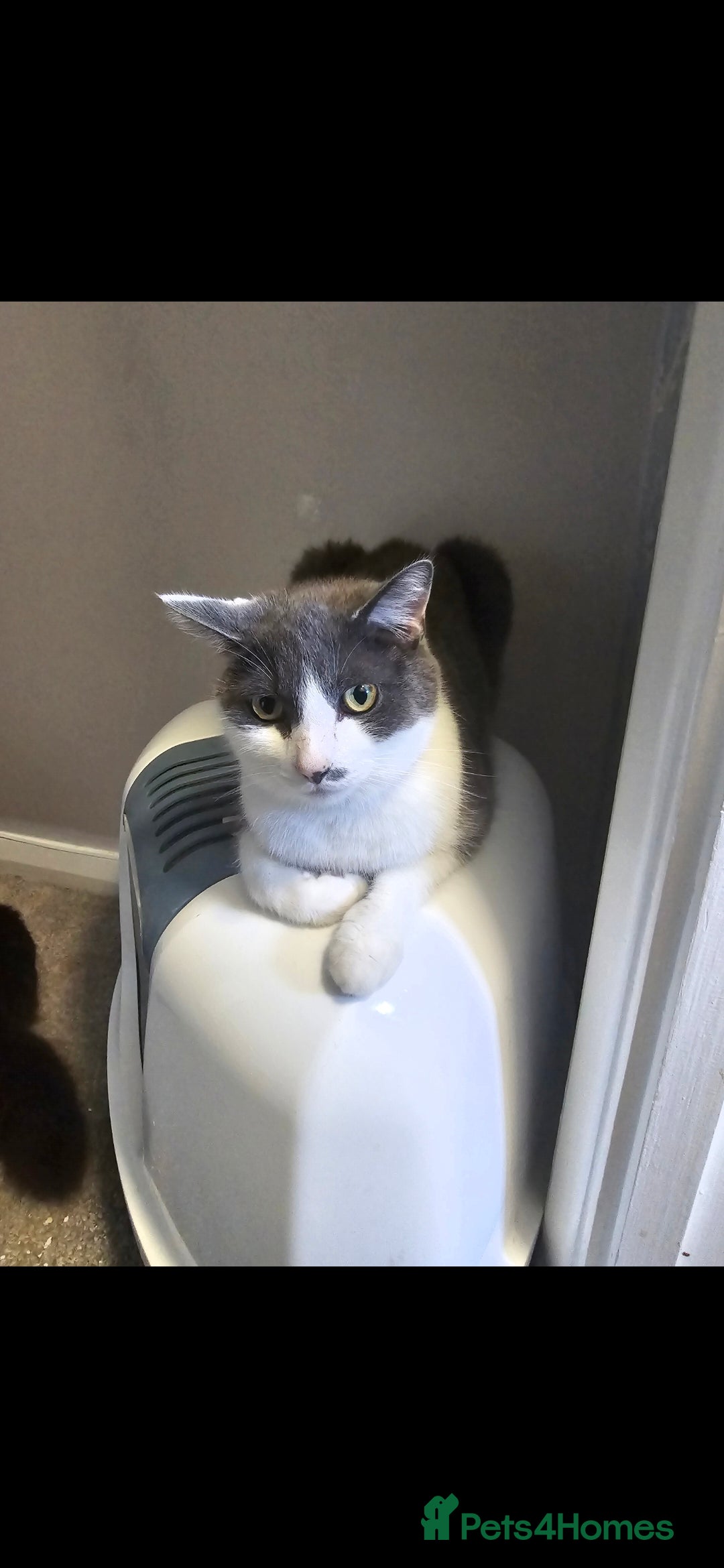 Domestic Shorthair cats for sale: 6 year old male - Advert 2