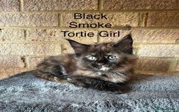 Maine Coon cats for sale: Pure Bred Maine Coon Kittens - Image 6