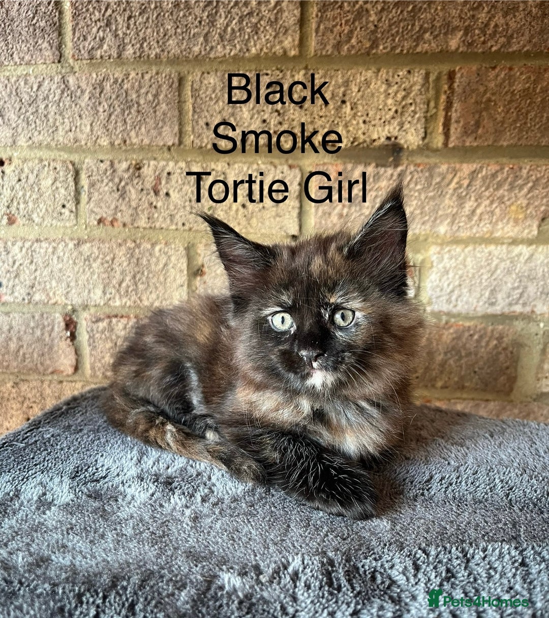 Maine Coon cats for sale: Pure Bred Maine Coon Kittens - Image 6
