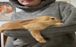 Silver Fox rabbits for sale: Spectacular Harlequin Silver Fox crosses - Image 9