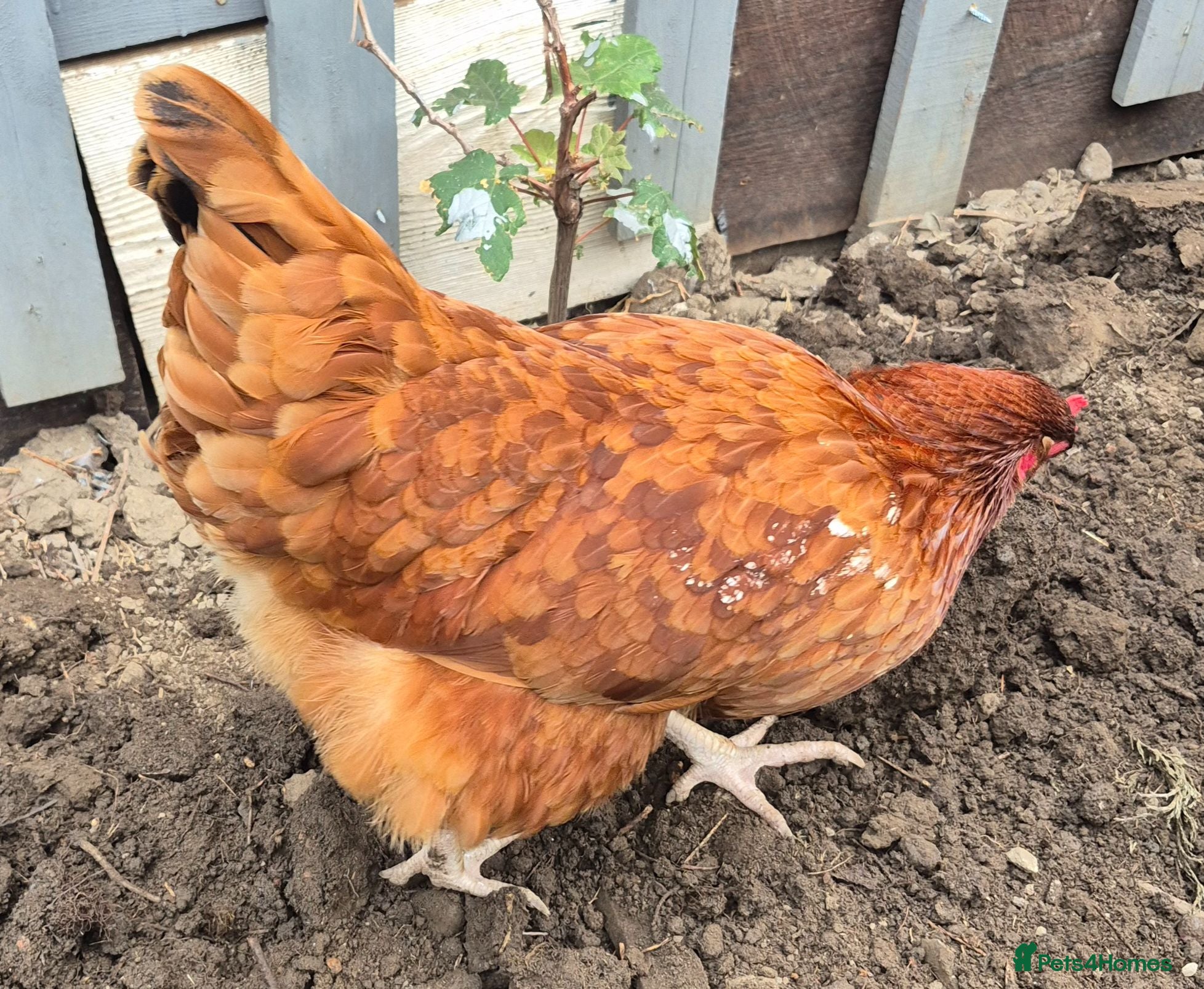 Pigeons birds 3 Healthy Brown Chickens for Sale! 🐔  - Advert 12