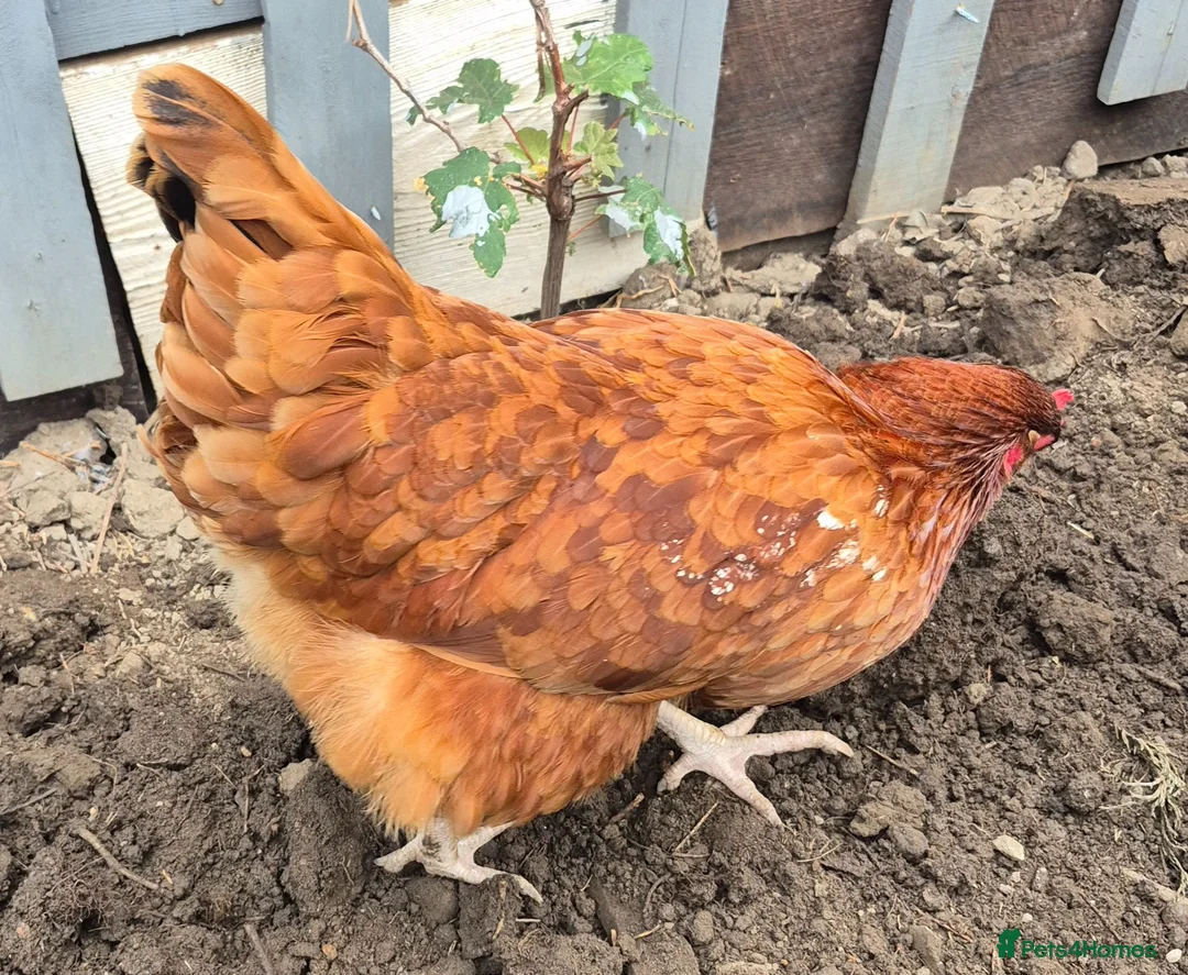 Pigeons birds for sale: 3 Healthy Brown Chickens for Sale! 🐔  - Advert 1