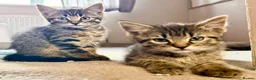 Mixed Breed cats for sale: Gorgeous kittens, 1 grey girl, 2 tabby boys - Advert 2