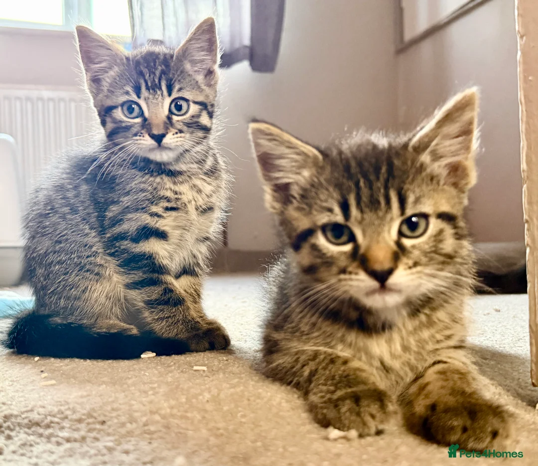Mixed Breed cats for sale: Gorgeous kittens, 1 grey girl, 2 tabby boys - Advert 2