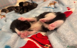 Mixed Breed cats for sale: 5 Gorgeous kittens for reserve - Image 11