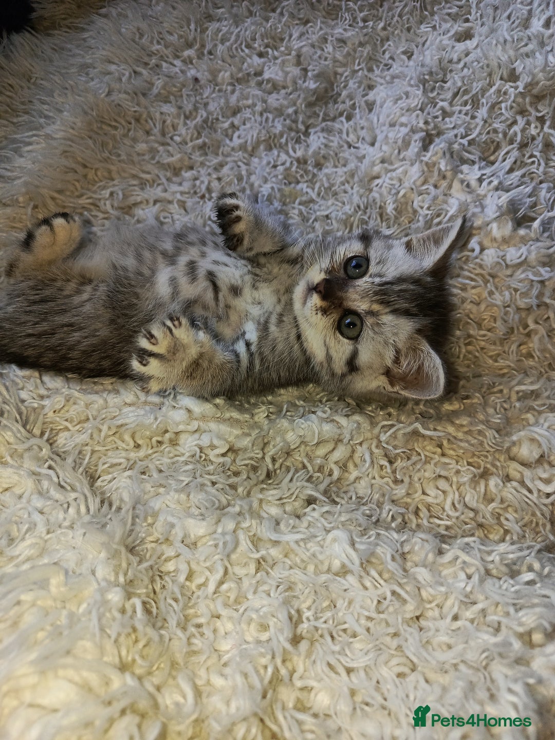 British Shorthair cats for sale: PUre tabby British short hair kittens - Image 12