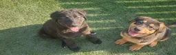 Sheprador dogs for sale: Sheprador Puppies – German Shepherd × Labrador - Advert 4