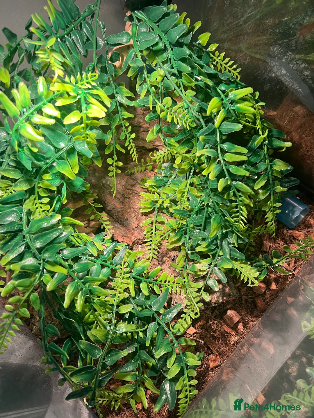 Gecko reptiles for sale: Mourning geckos with full setup - Advert 5