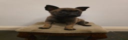 Belgian Shepherd Dog dogs for sale: Dutch Herder Puppies - Advert 1