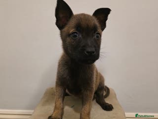 Belgian Shepherd Dog dogs Dutch Herder Puppies - Advert 8