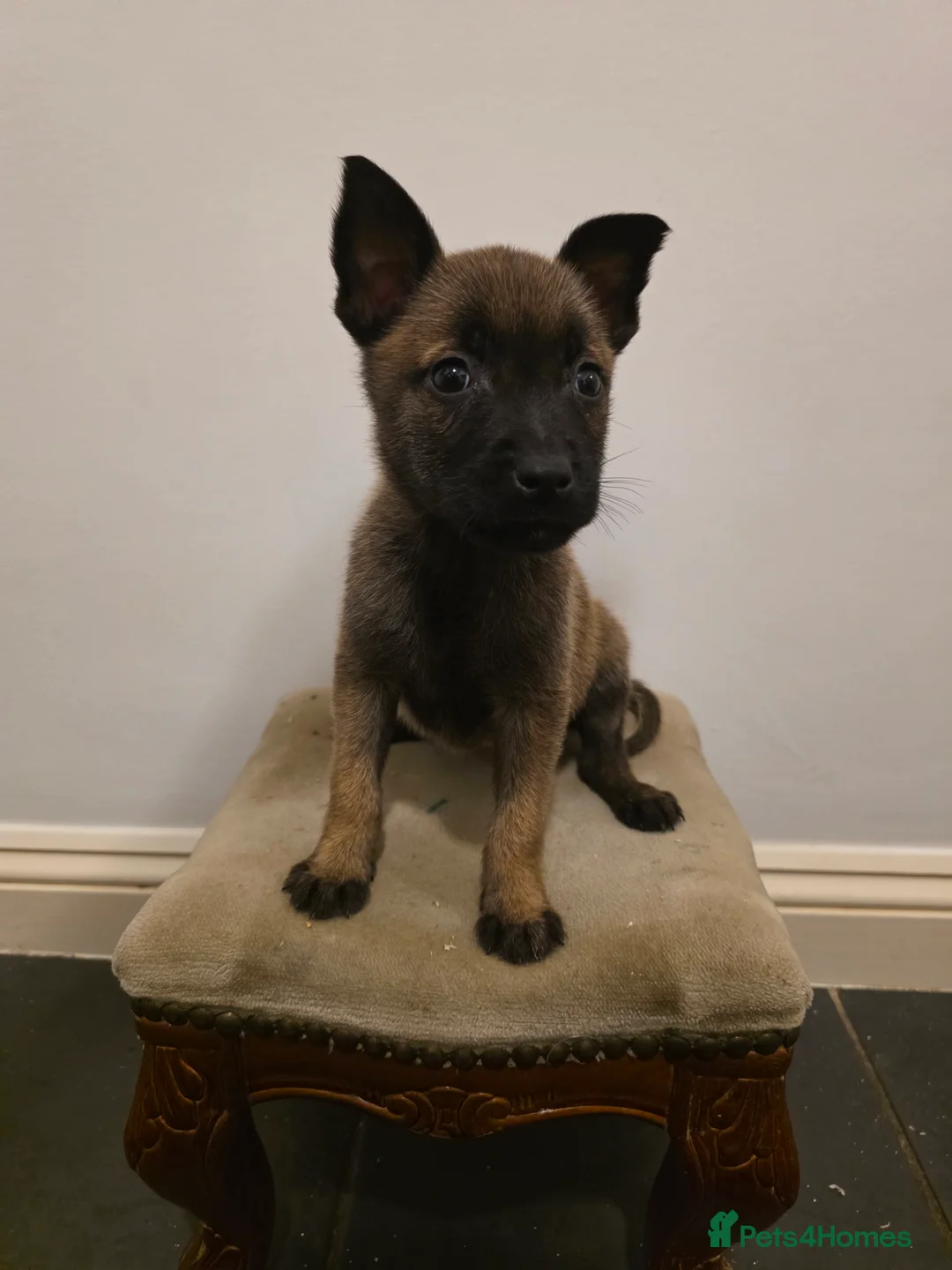 Belgian Shepherd Dog dogs for sale: Dutch Herder Puppies - Advert 1