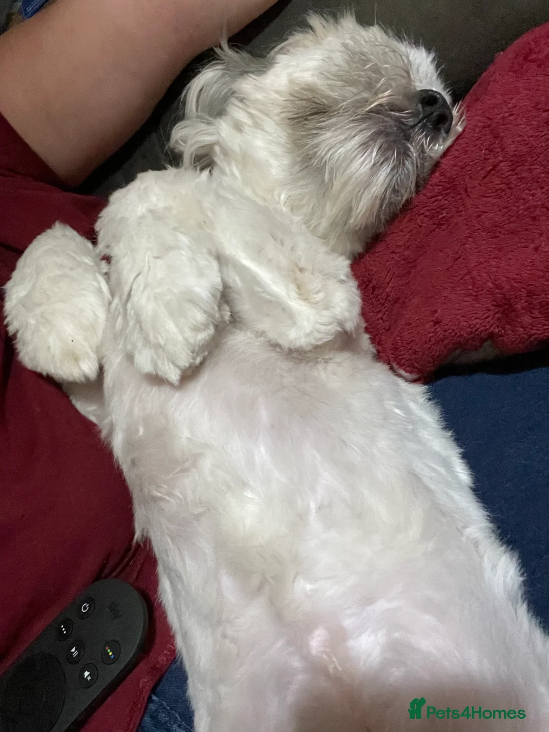 Lhasa Apso dogs for stud: KC registered experienced Champagne boy for stud in Chelmsford - Advert 8