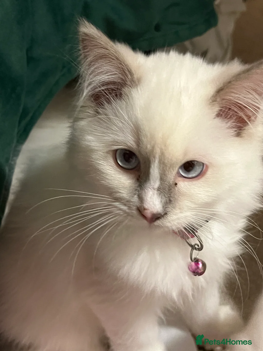 Ragdoll cats for sale: Rare blue+lilac bicolour + blue tortie kittens - Advert 10