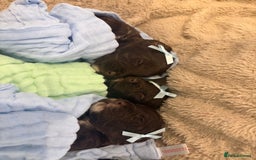 Cockapoo dogs for sale: Beautiful litter of chocolate cockapoo puppies  - Advert 15