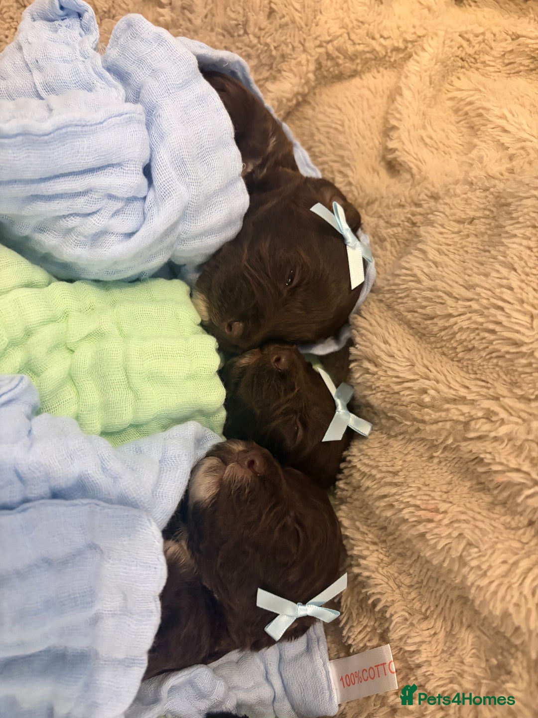 Cockapoo dogs for sale: Beautiful litter of chocolate cockapoo puppies  - Advert 15