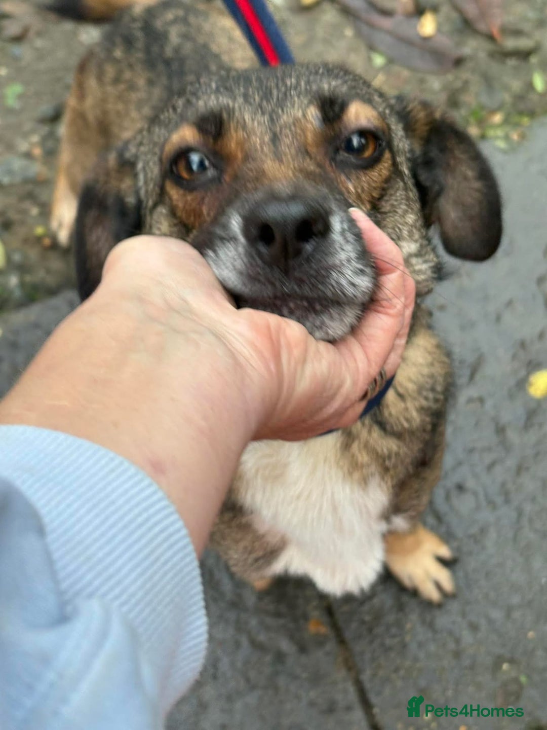 Mixed Breed dogs for adoption: Lindy - Norwich Norfolk  - Advert 16