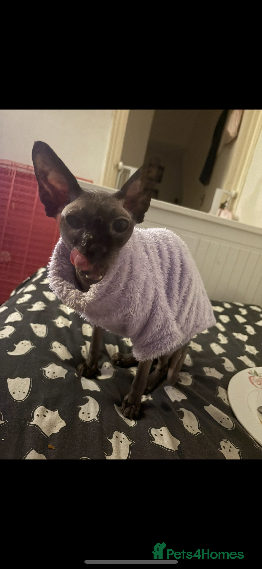 Sphynx cats for sale: Beautiful sweet spynx  - Advert 1