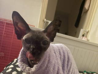 Sphynx cats Beautiful sweet spynx - Advert 1