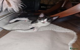 Mixed Breed cats for sale: Kittens need a forever home  - Image 7