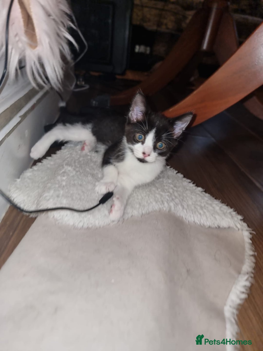 Mixed Breed cats for sale: Kittens need a forever home  - Image 7