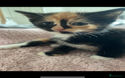 Mixed Breed cats for sale: Gorgeous Bengal tabby/Rusian blu cross mix Kittens - Image 5