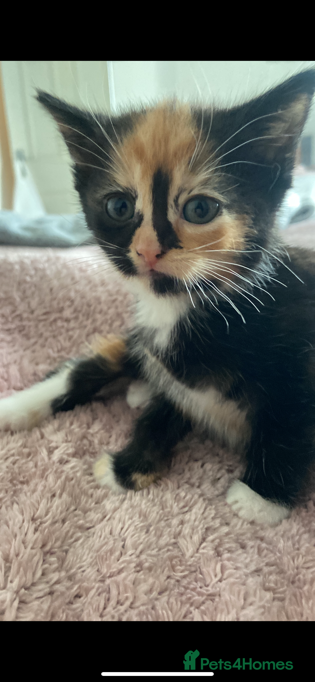 Mixed Breed cats for sale: Gorgeous Bengal tabby/Rusian blu cross mix Kittens - Image 5