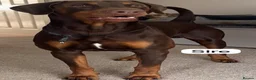 Dobermann dogs for sale: European Doberman puppies! - Advert 3