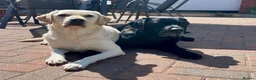 Labrador Retriever dogs for sale: KC Registered Labrador puppies - Advert 10