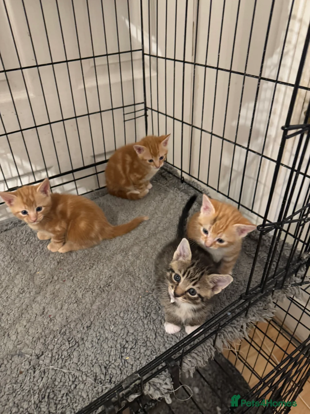 American Shorthair cats for sale: Beautiful Rare GingerKittens Alonghair X BSH cross - Advert 16