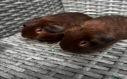 Guinea Pig rodents for sale: Guinea pigs - Image 2