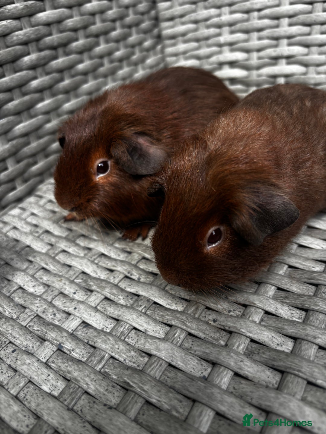 Guinea Pig rodents for sale: Guinea pigs - Image 2