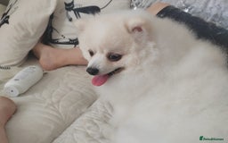 Pomeranian dogs for sale: Pure breed Pomeranian boy and girls  in London - Image 22
