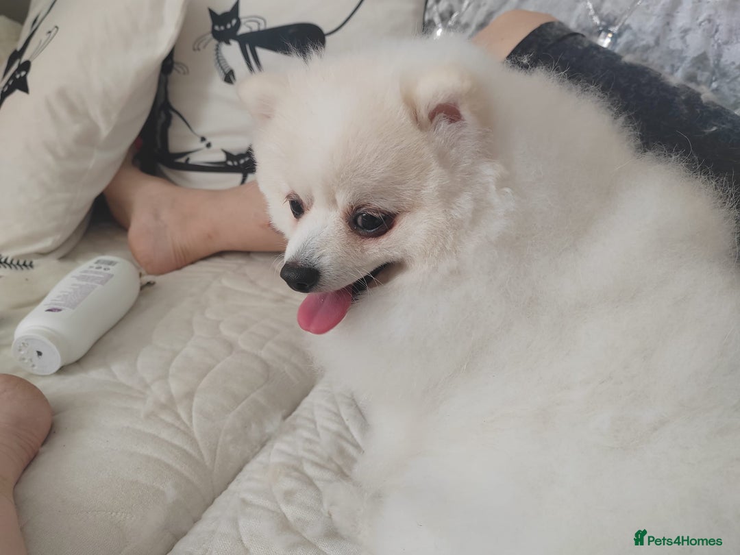 Pomeranian dogs for sale: Pure breed Pomeranian boy and girls  in London - Image 22
